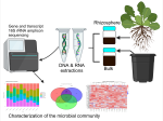 Illustration of the microbial community analysis